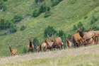 Elk herd at home in the alpine tundra country of the Colorado Mountains Art Print